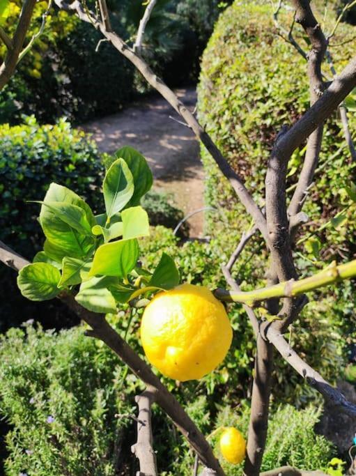 卡尔特汉La Californienne别墅 外观 照片